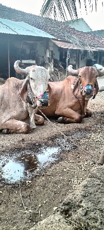 ફુલ જવાબદારી  આપવાના છે