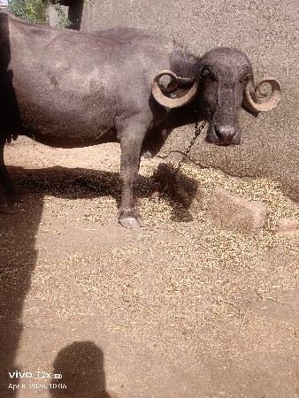 10 દીવસ ની વાર છે