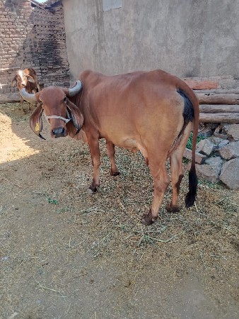 ગિર ગાય વેચવાની
