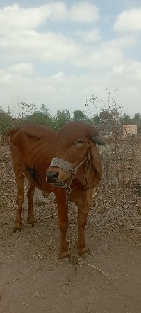 થંબનેલ 3