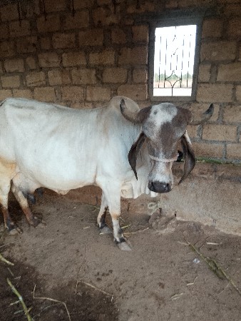 ગાય વેચવાની છે