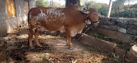 કાબરી ગીર ગાય