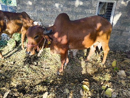 ગીર ગાય