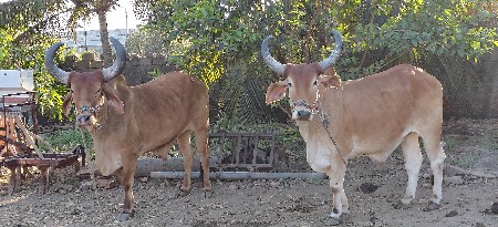 थंबनेल 3