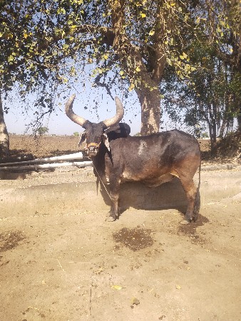 બળદ વેચવાના છે