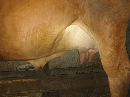 ક્રોસિગ હોડકી વેચવા ની છે