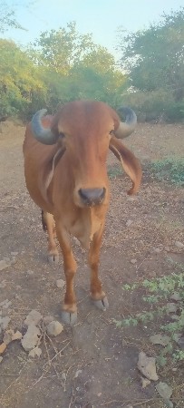 raju bhai