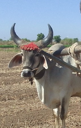 ઘોઢલો વેચવાનો છે