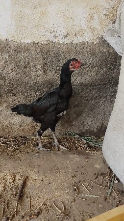 અસીલ મુરધી