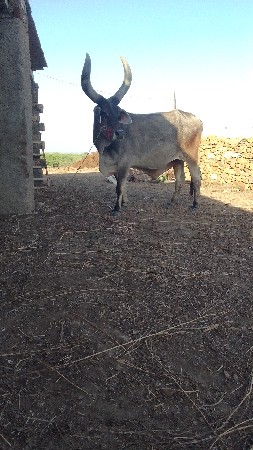 थंबनेल 3