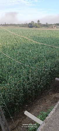 લિલી જુવાર