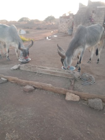 બડઘવેસાવસેએટવાવણીવાવલ