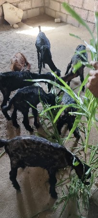 થંબનેલ 2