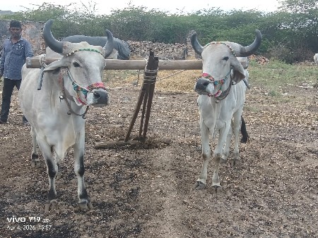 થંબનેલ 2