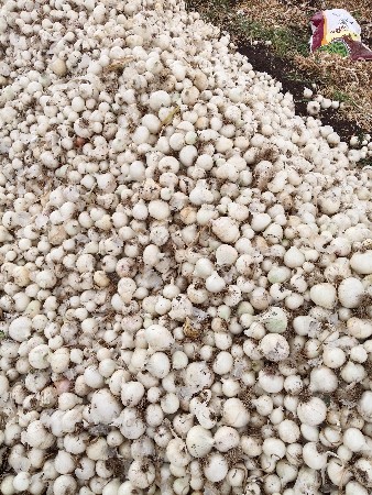 વાઇટ. ડુંગળી. 🧅🧅🧅🧅