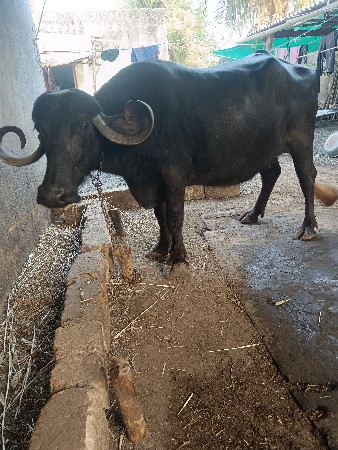 थंबनेल 2