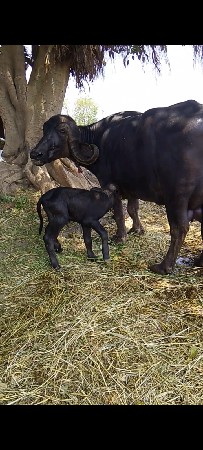 આ ફેસ બેસવાની છે