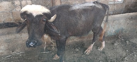 1 પાડો 2 બકરા વેચવાના છે