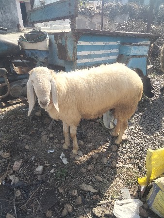 ઘેટ્ટો વેચવાનો છે