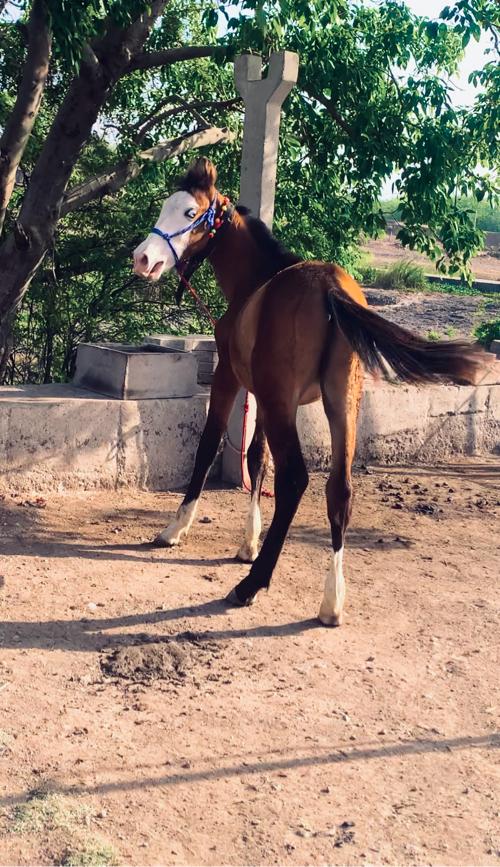 કાઠિયાવાડી વસેરો વેચવાનો છે