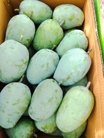 કેસર કેરી વેચવા ની છે