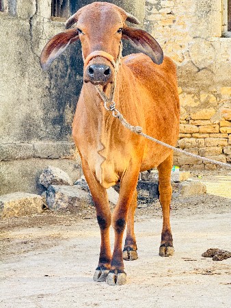 થંબનેલ 5