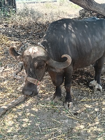 ભેંસ વેચવાની છે ત્રીજું વેતર