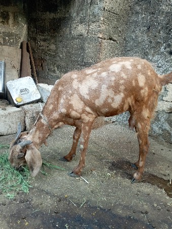 આ બે બકરી વેચવાની છે