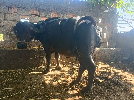 થંબનેલ 2