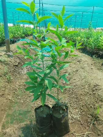 સફેદ ચંદન (Tissue plant)