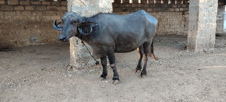 थंबनेल 3