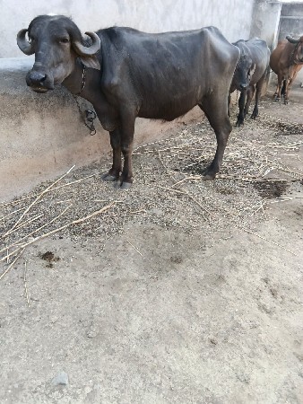 હવા 2 વરસ ની છે