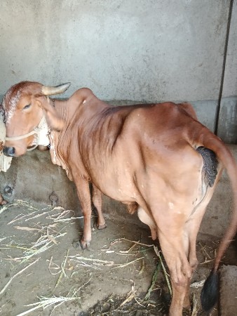 દેશી ગાય ત્રીજૂ વેતર