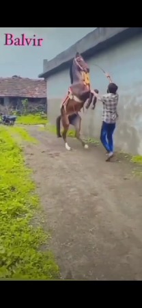 આ ઘોડો વેચવાનો છે