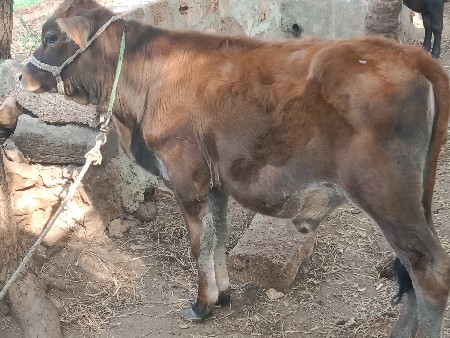 थंबनेल 2