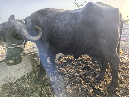 ૭ ભયનો 
દોવા દેયે સે
૨ ૨ લીટર