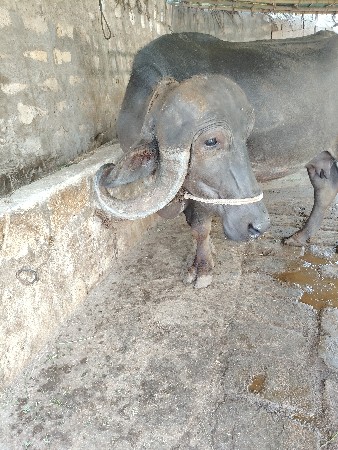 ભેંસ વેચવાની છે