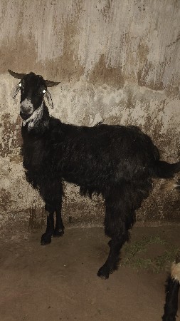 4 બકરી 3 પાઠડી વહેંચવા ની છે