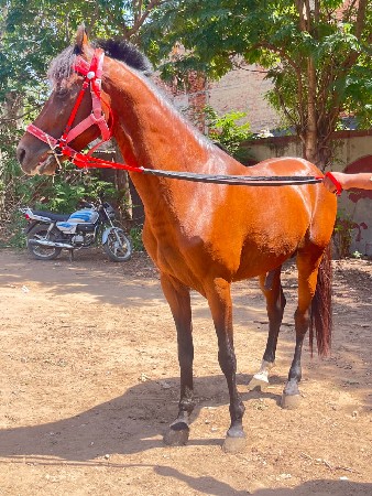 थंबनेल 2