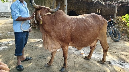 ગાય