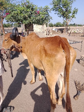 થંબનેલ 3