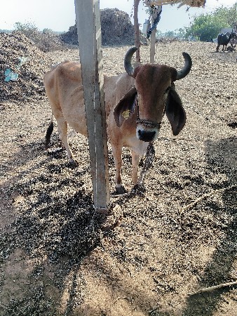 ગા યવેચવાની છે પાંચ લિટર દૂધ છે