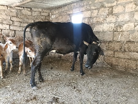 થંબનેલ 2