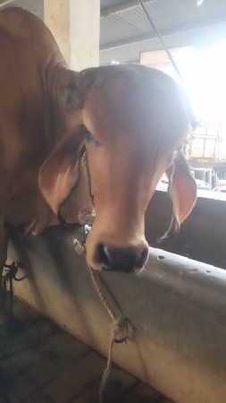 વાછરડી વાચવાની છે