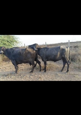 પાડો છે ફિક્સ કિંમત છે