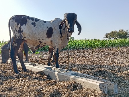 વાછડો વેચવાનો છે