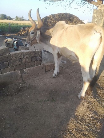 થંબનેલ 2