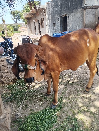 હોડકી વેચવાની છે,