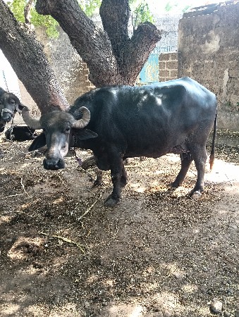 ભેંસ વેચવાની છે