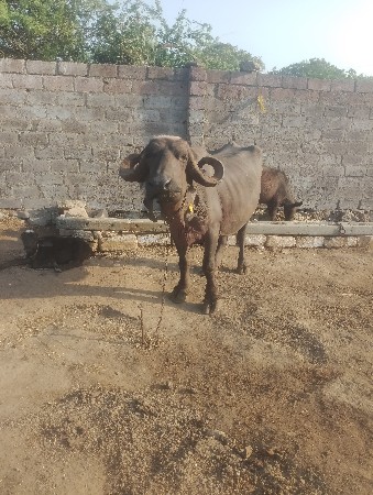 थंबनेल 3